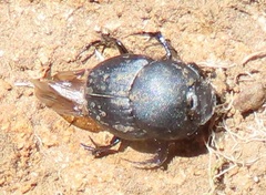 Onthophagini