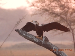 Anhinga melanogaster