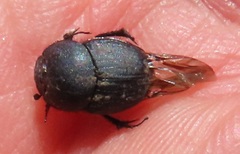 Onthophagini