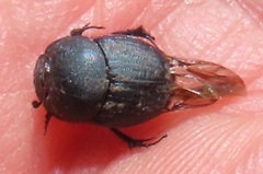 Onthophagini