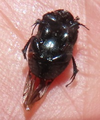 Onthophagini
