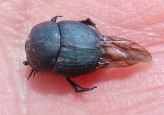 Onthophagini