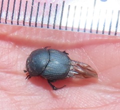 Onthophagini