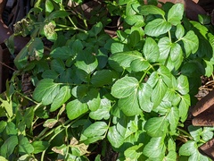 Smyrnium olusatrum