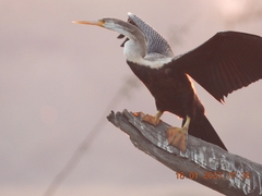 Anhinga melanogaster