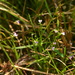 Stylidium tenellum - Photo (c) JODY HSIEH, some rights reserved (CC BY-NC), uploaded by JODY HSIEH