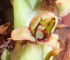 Disa versicolor