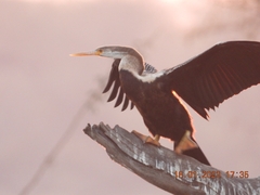 Anhinga melanogaster