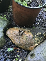 Ancylometes bogotensis