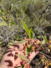 Wimmeria microphylla