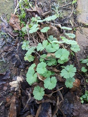 Geranium rotundifolium