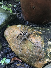 Ancylometes bogotensis