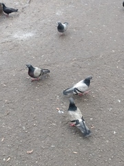 Columba livia domestica