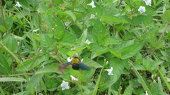 Xylocopa aestuans