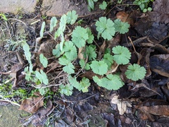 Geranium rotundifolium