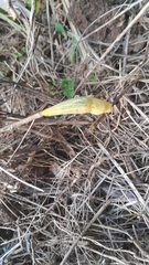 Elisolimax flavescens