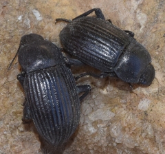 Phylan obesus