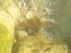 Salaria pavo