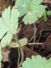 Geranium rotundifolium