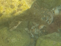 Salaria pavo