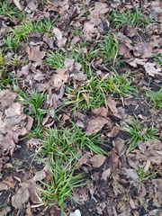Carex sylvatica