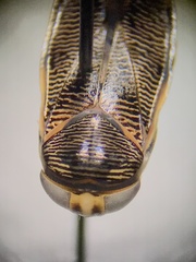 Graptocorixa serrulata