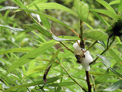 Okiscarta uchidae