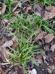 Carex sylvatica