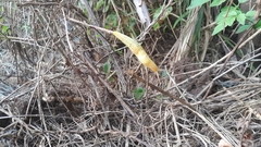 Elisolimax flavescens