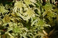 Sphagnum angustifolium