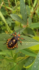 Spartocera