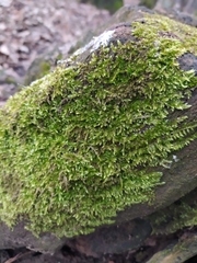 Hypnum cupressiforme