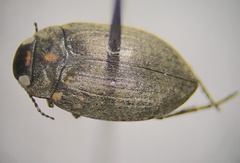 Leconectes striatellus