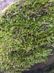 Hypnum cupressiforme