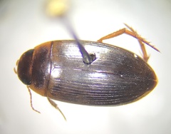 Copelatus distinctus