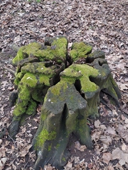 Hypnum cupressiforme