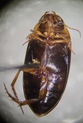 Copelatus distinctus