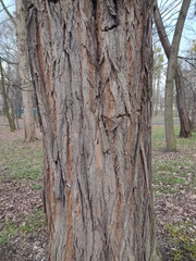 Robinia pseudoacacia