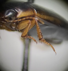 Copelatus distinctus