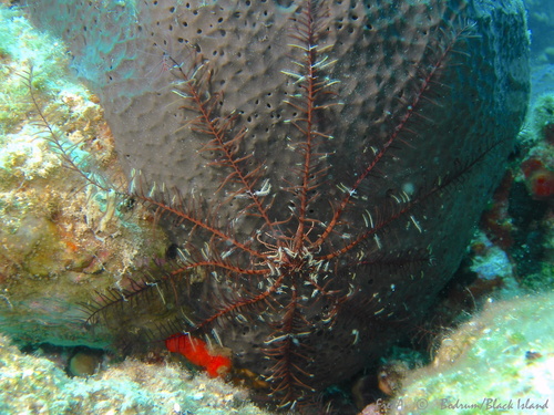 Photo of Mediterranean feather star (Antedon mediterranea)