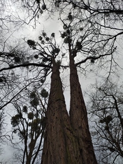 Robinia pseudoacacia