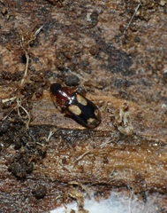 Dromius quadrimaculatus