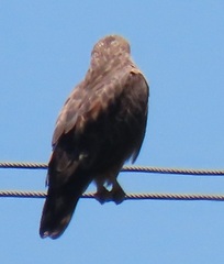 Buteo buteo vulpinus