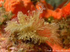 Bugulina