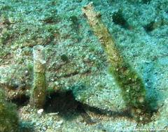 Chaetopterus variopedatus