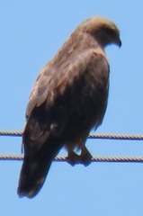 Buteo buteo vulpinus