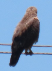 Buteo buteo vulpinus