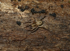 Anyphaena accentuata