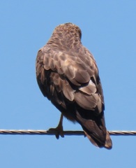 Buteo buteo vulpinus