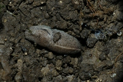Tandonia rustica